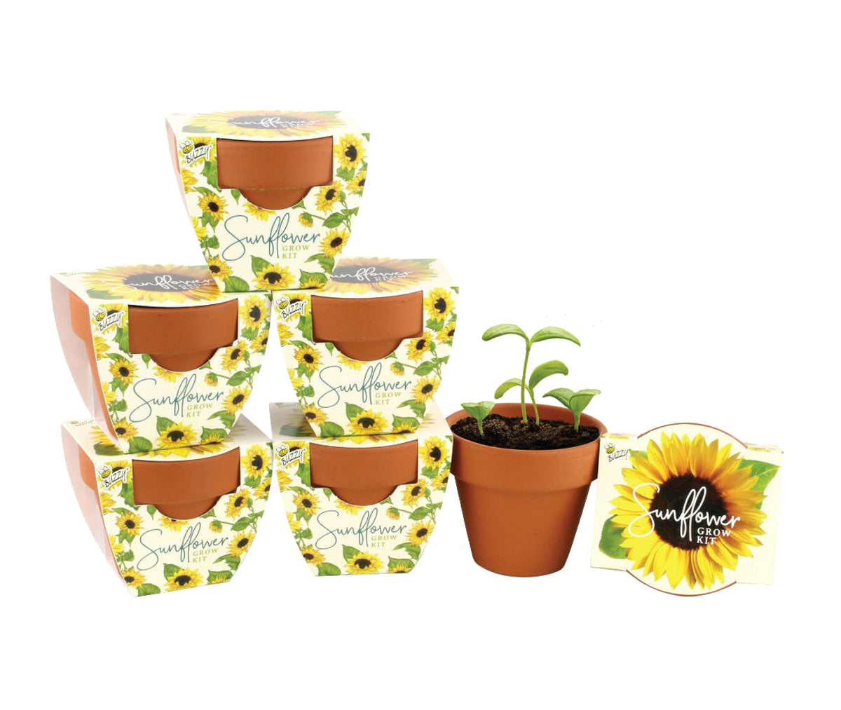 BUZZY Seeds Daydream Grow Kit 6-Pack, Terracotta Pots, Assorted Flowers