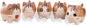 Set of 5 Mini Cute Cat Ceramic Succulent Pots Planters with Drainage Hole
