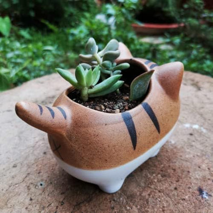 Set of 5 Mini Cute Cat Ceramic Succulent Pots Planters with Drainage Hole