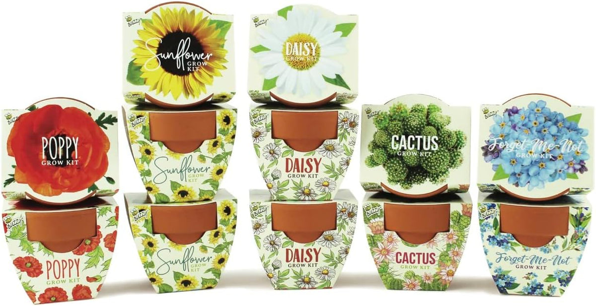 BUZZY Seeds Daydream Grow Kit 12-Pack, Terracotta Pots, Assorted Flowers