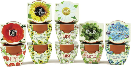 BUZZY Seeds Daydream Grow Kit 12-Pack, Terracotta Pots, Assorted Flowers