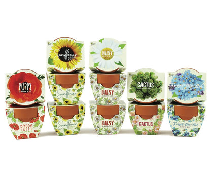 BUZZY Seeds Daydream Grow Kit 12-Pack, Terracotta Pots, Assorted Flowers