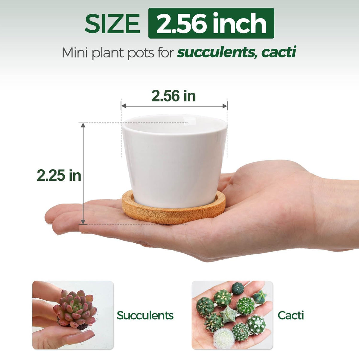T4U Small Succulent Pots 12 Pack, Mini Flower Planters with Drainage White