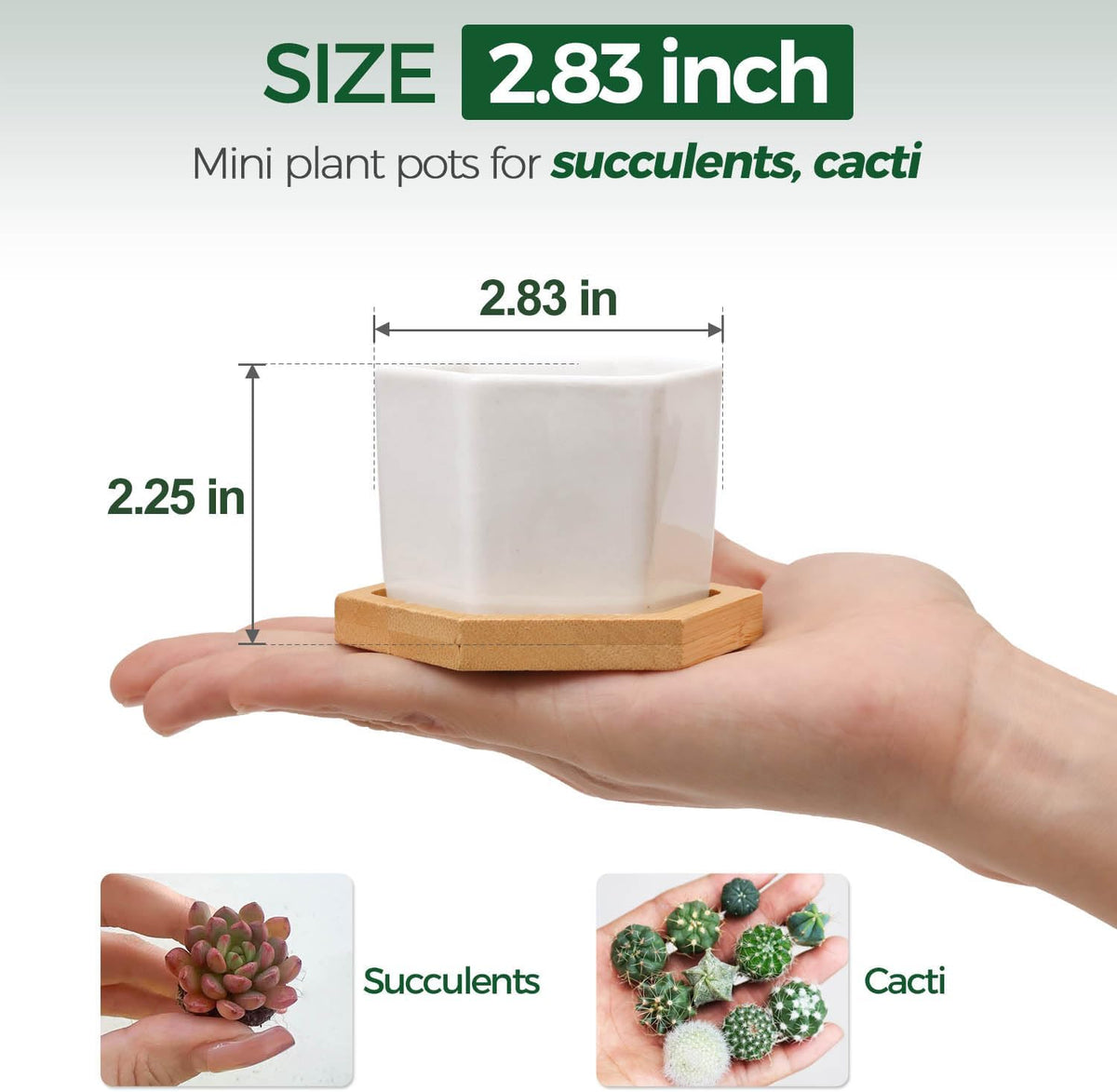 T4U Small Succulent Pots 12 Pack, Mini Flower Planters with Drainage White