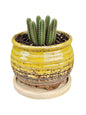 3.5 Inch Ceramic Succulent Planter Pot with Drainage Hole & Bamboo Tray - Mini Round Small Plant Pot for Indoor Desktop, Cactus Flower Container (Plant and Soil Not Included)，White