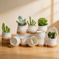 ZOUTOG 12 Pack 2.6" Mini Ceramic Succulent Pots with Drainage Hole