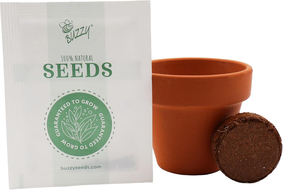 BUZZY Seeds Daydream Grow Kit 12-Pack, Terracotta Pots, Assorted Flowers