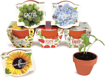 BUZZY Seeds Daydream Grow Kit 6-Pack, Terracotta Pots, Assorted Flowers