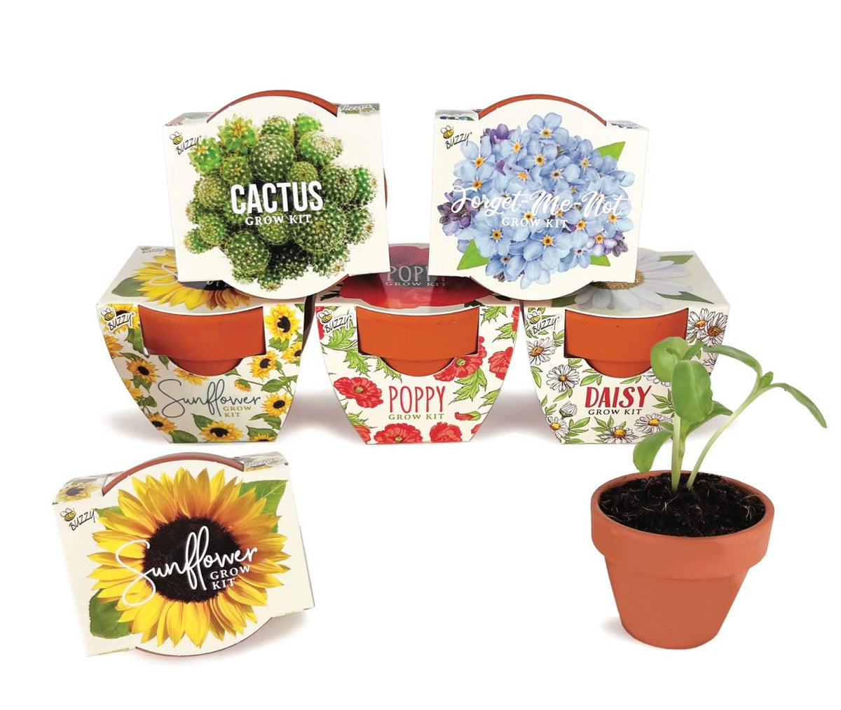 BUZZY Seeds Daydream Grow Kit 6-Pack, Terracotta Pots, Assorted Flowers