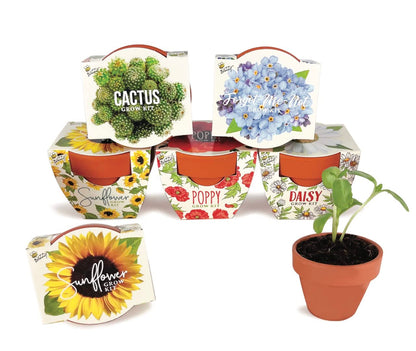 BUZZY Seeds Daydream Grow Kit 6-Pack, Terracotta Pots, Assorted Flowers