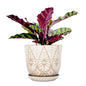 Gepege Ceramic Succulent Pots, 4 Inch Small Plant Pots with Drainage