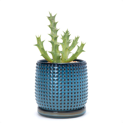 D'vine Dev Beaded Ceramic Pot with Saucer, 4 in, Midnight Blue, 27-C-Z-3