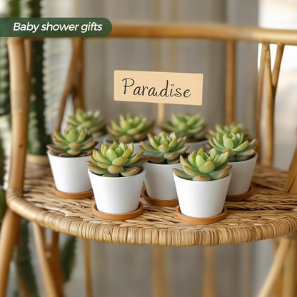 T4U Small Succulent Pots 12 Pack, Mini Flower Planters with Drainage White