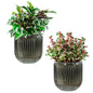 Melphoe Self Watering Pots for Indoor Plants Planter, 4.3 Inch 2 Pack Planters Self Watering Plant Pots for Flower, Houseplants, Succulent, African Violets and Cactus with Drainage