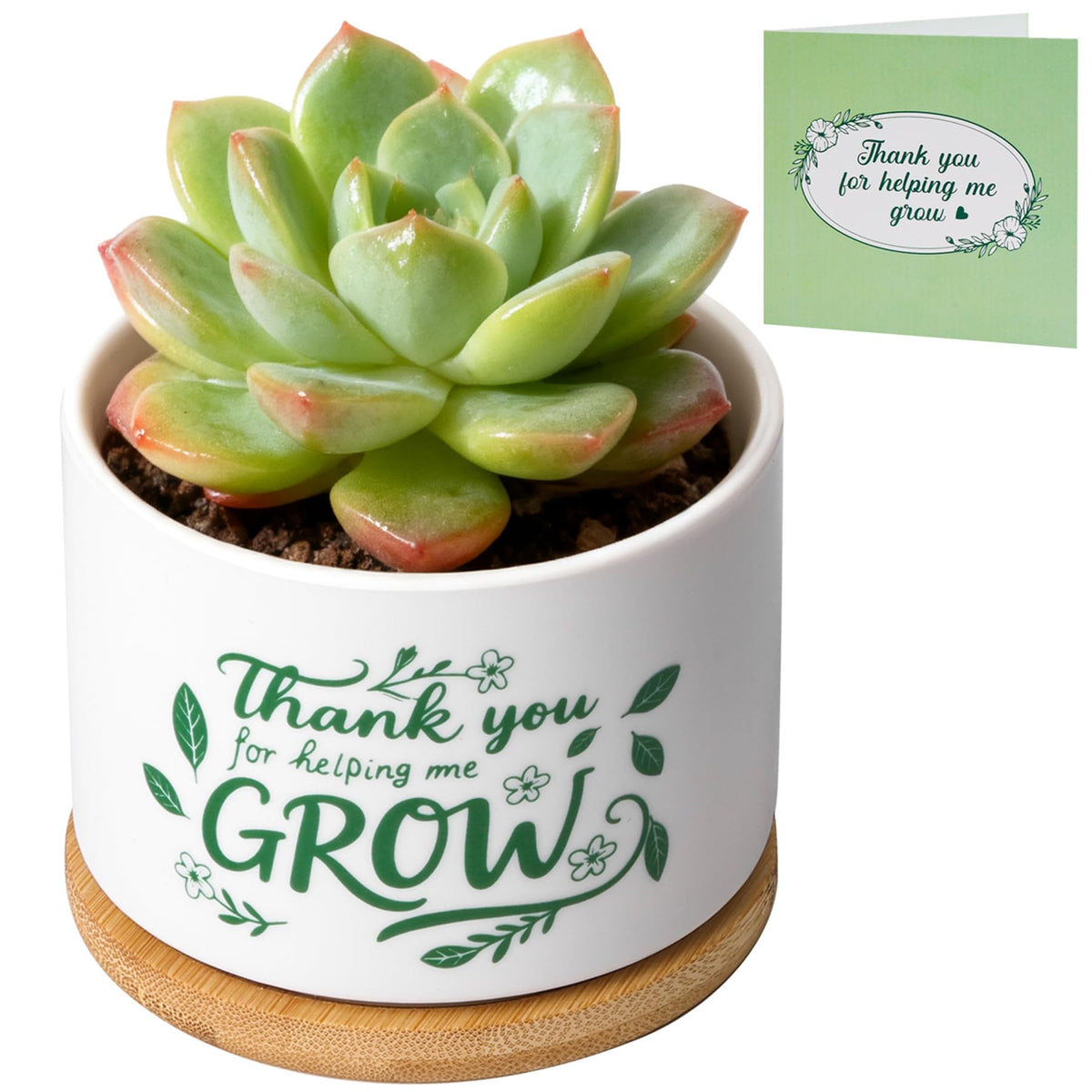 T4U Cat Ceramic Succulent Pots 3 Pcs, Animal Design Decorative Gift Planter