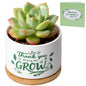 T4U Cat Ceramic Succulent Pots 3 Pcs, Animal Design Decorative Gift Planter