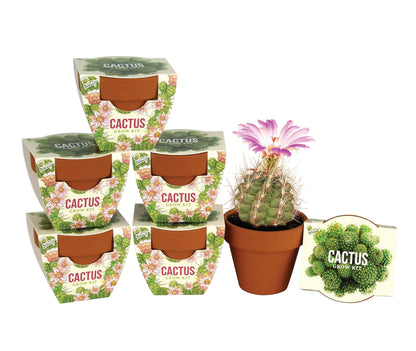 BUZZY Seeds Daydream Grow Kit 6-Pack, Terracotta Pots, Assorted Flowers