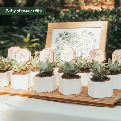 T4U Small Succulent Pots 12 Pack, Mini Flower Planters with Drainage White