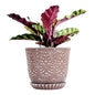 Gepege Ceramic Succulent Pots, 4 Inch Small Plant Pots with Drainage