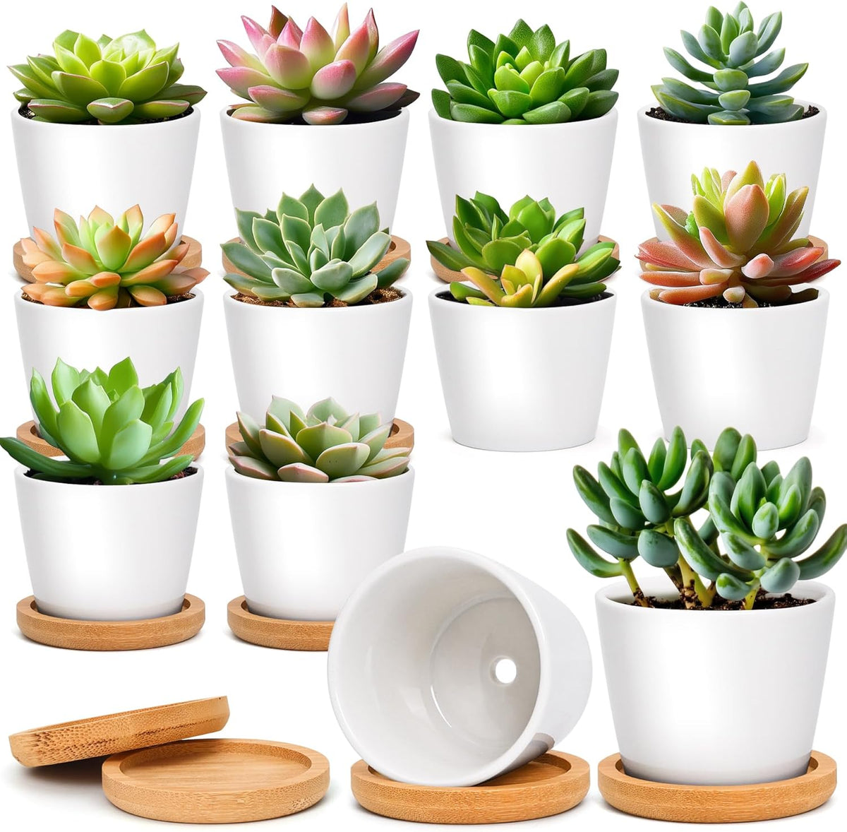 T4U Small Succulent Pots 12 Pack, Mini Flower Planters with Drainage White