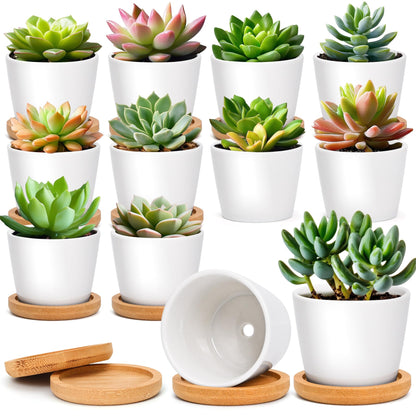 T4U Small Succulent Pots 12 Pack, Mini Flower Planters with Drainage White
