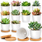 T4U Small Succulent Pots 12 Pack, Mini Flower Planters with Drainage White
