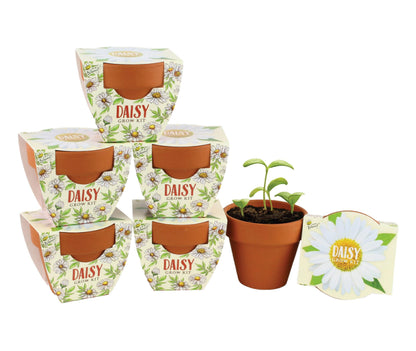 BUZZY Seeds Daydream Grow Kit 6-Pack, Terracotta Pots, Assorted Flowers