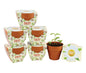 BUZZY Seeds Daydream Grow Kit 6-Pack, Terracotta Pots, Assorted Flowers