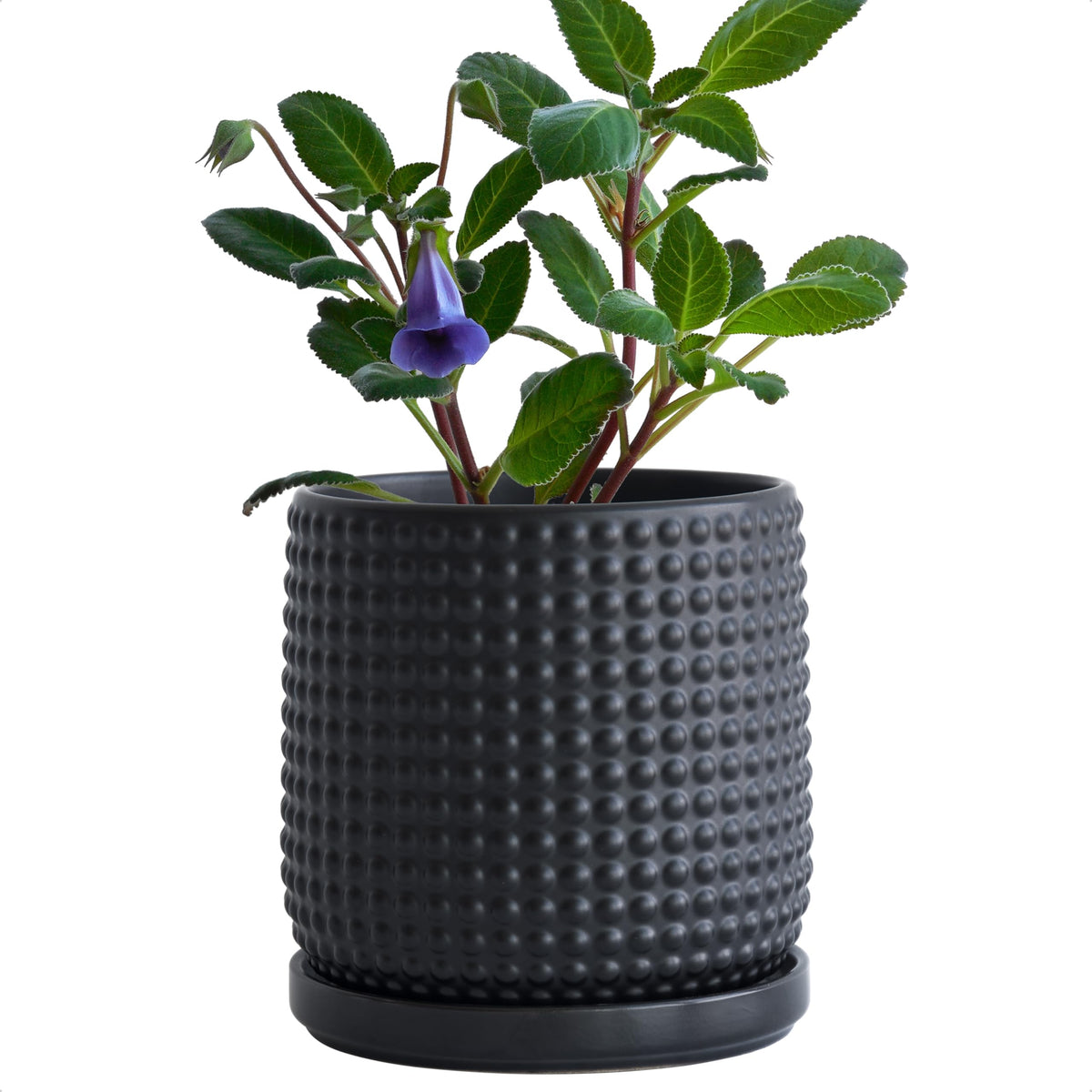 D'vine Dev Beaded Ceramic Pot with Saucer, 4 in, Midnight Blue, 27-C-Z-3