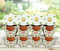 BUZZY Seeds Daydream Grow Kit 12-Pack, Terracotta Pots, Assorted Flowers